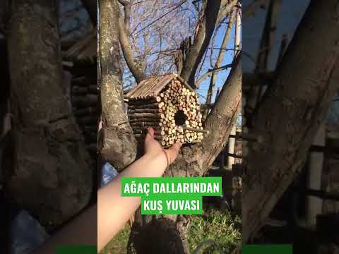 Ağaç dallarından kuş
