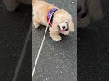 曇空だけど #music #アメコカ #お散歩動画 #愛犬との生活