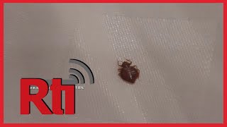 Unwanted Bedmates Show Up At A Wanhua District Hotel Taiwan News Rti