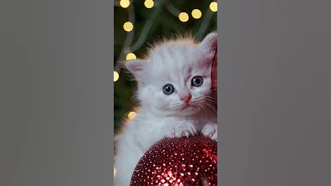Watch the video about The cute baby kittens | cute video #cute #cat #animals