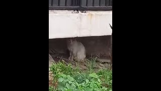 A cute cat is avoiding the rain at the semibasement.귀여운 고양이가  아파트 반지하입구에서 비를 피하고 있음....Jeonju . 全州市