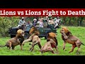Most dangerous fight between lions for territory youve never seen this beforekruger national park