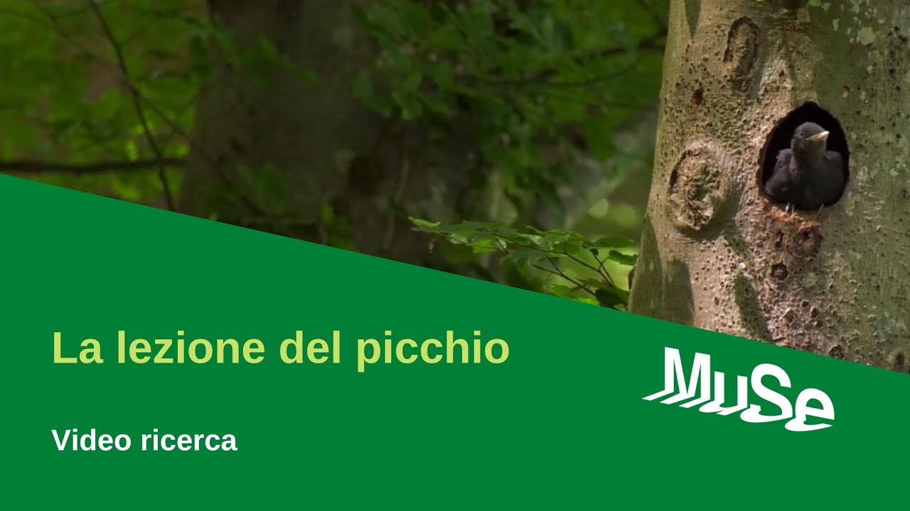 La lezione del picchio