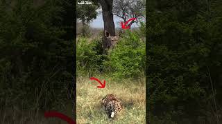 rusa ini nggak sadar macan sedang menghintai nya #shorts