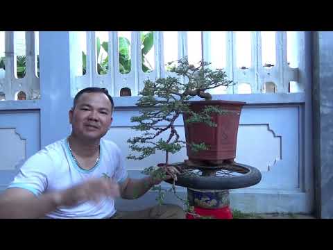 Video Cắt sửa cây Cần Thăng thác đổ - youtube