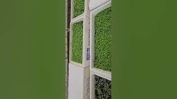 Khách tham quan mô hình trồng rau và Topfarm tư vấn. Phần 1