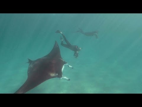Manta Ray Asks For Hook To Be Removed