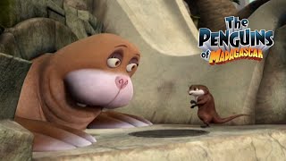 Marlene gets a new roommate | The Penguins of Madagascar