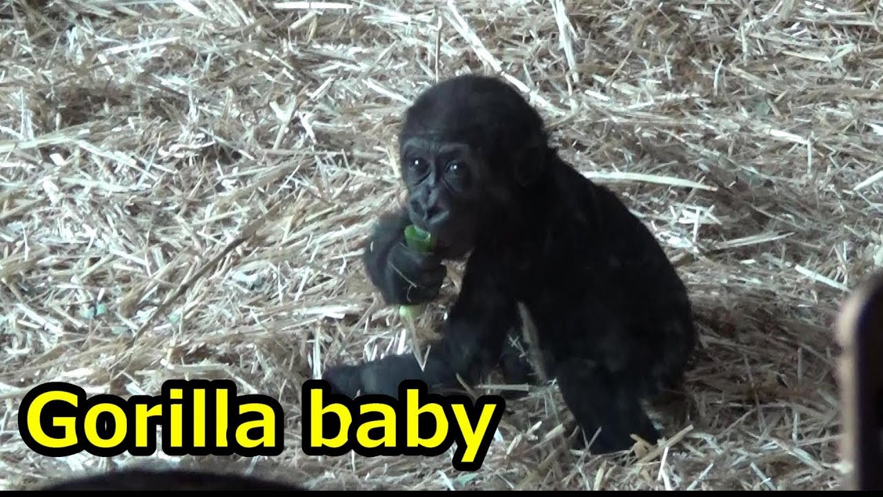 Gorilla③ Baby gorilla "Riki" eats green onion by himself. ゴリラの赤ちゃんリキ 1人