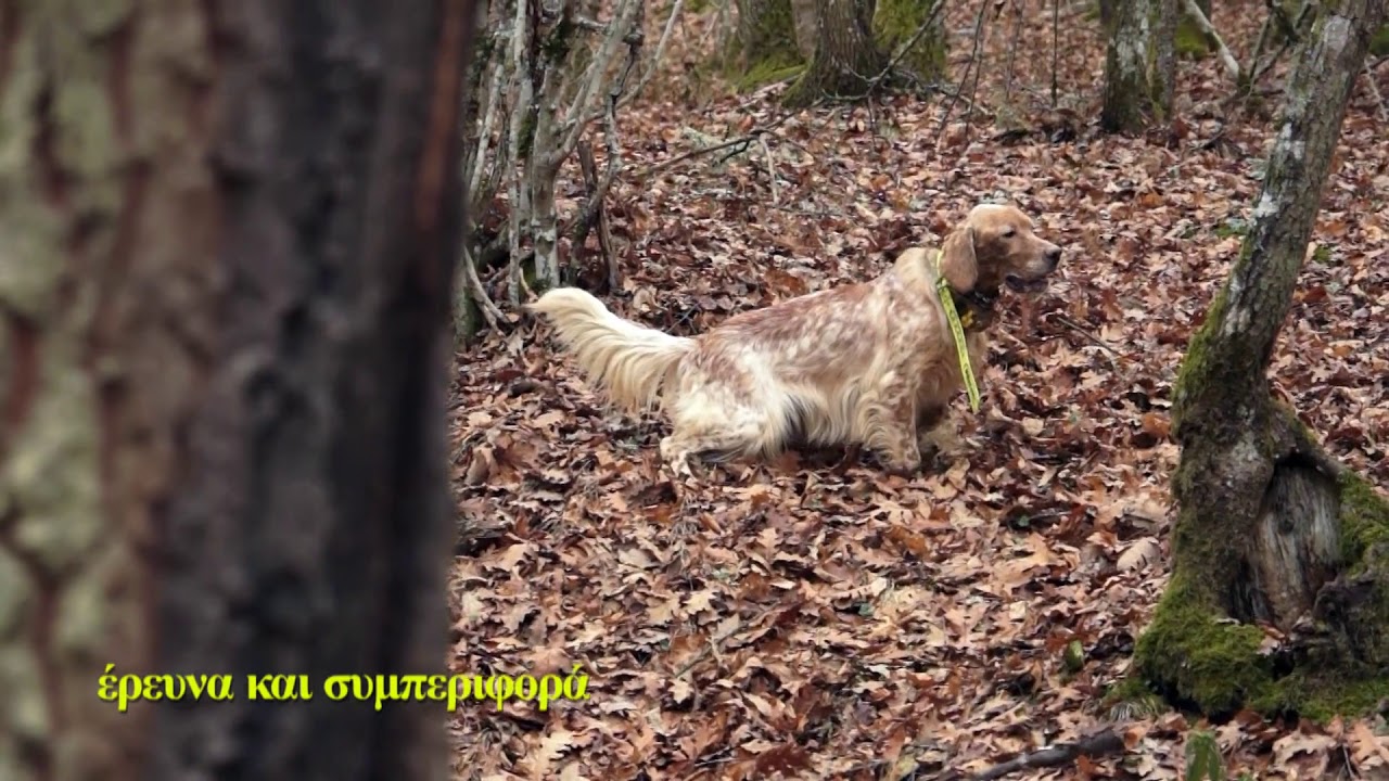 ΚΥΝΗΓΙ ΜΠΕΚΑΤΣΑΣ ΜΕ ΑΓΓΛΙΚΟ ΣΕΤΤΕΡ ΚΑΙ ΛΟΥΕΛΛΙΝ ΣΕΤΤΕΡ