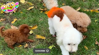 картинка: The animals in our yard are in an autumn mood.  У животных на нашем дворе осеннее настроение.