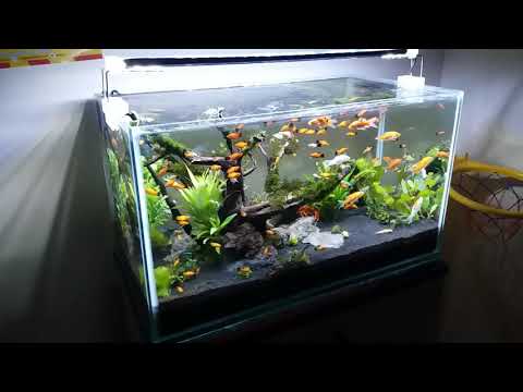 Ikan Hias Aquarium Aquascape