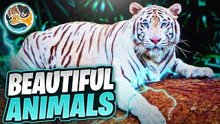 TOP 10 MOST BEAUTIFUL ANIMALS IN THE WORLD