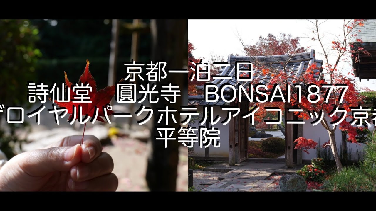 京都一泊二日2025年12月2日〜3日　詩仙堂・圓光寺・平等院・ザロイヤルパークアイコニックホテル京都・BONSAI1877