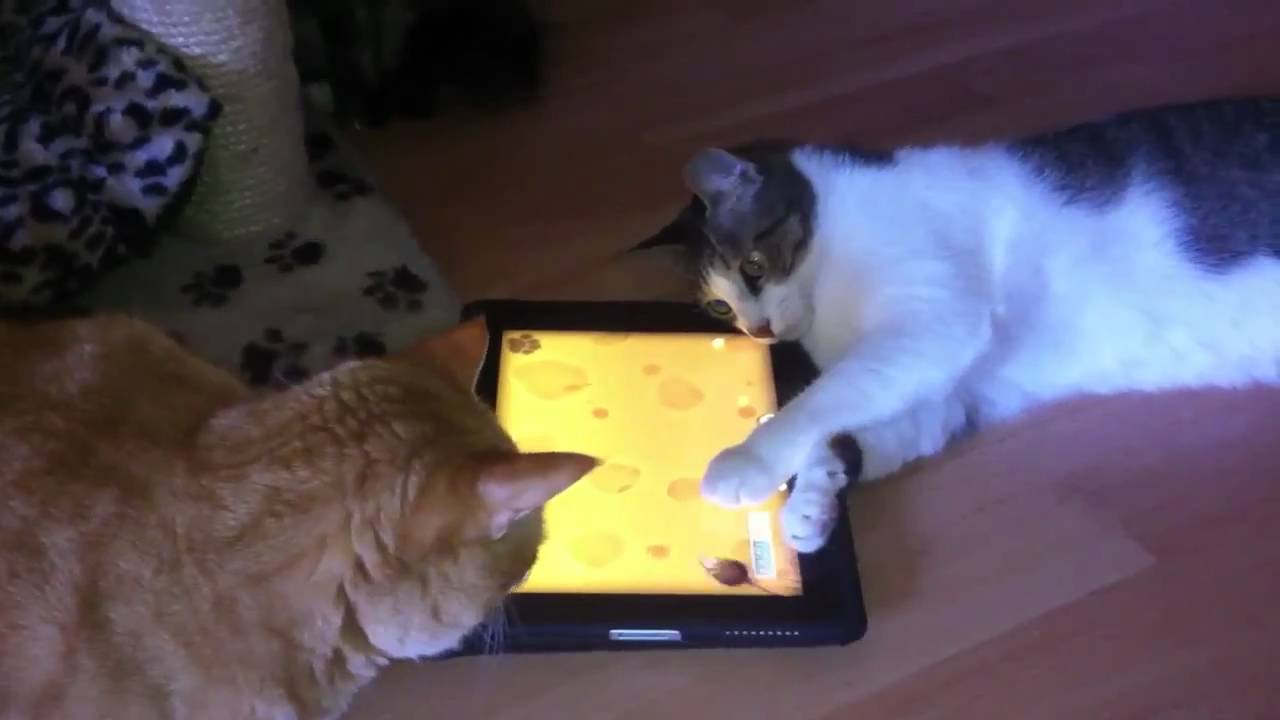 Los felinos aman jugar con el iPad! #Video