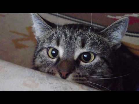 Videó: Írisz Ciszták Macskákban Macskaszem Problémák