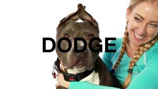Adopt Dodge at NKLA