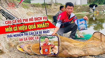 Câu cá rô phi hồ dịch vụ - Mồi gì hiệu quả nhất| Trải nghiệm thi câu cá bé nhất ăn gà độc lạ