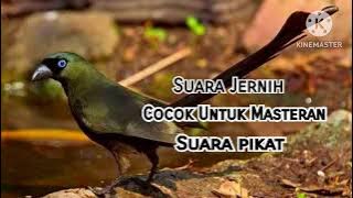 Murai Papua/Murai Irian GACOR Suara Jernih Cocok Untuk Masteran/Suara Pikat