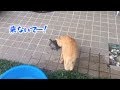 茶トラ猫のチャコちゃん、亀に興味津々!