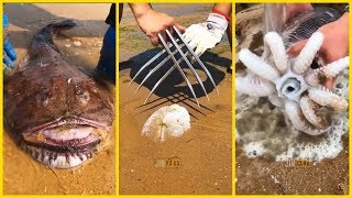 Theo Chân Ngư Dân Trung Quốc Bắt Hải Sản (P17) 🦀🦐🐟 Amazing Catching Sea Creatures