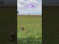 watch till last 🦌#tiger #deer #forest #jungle