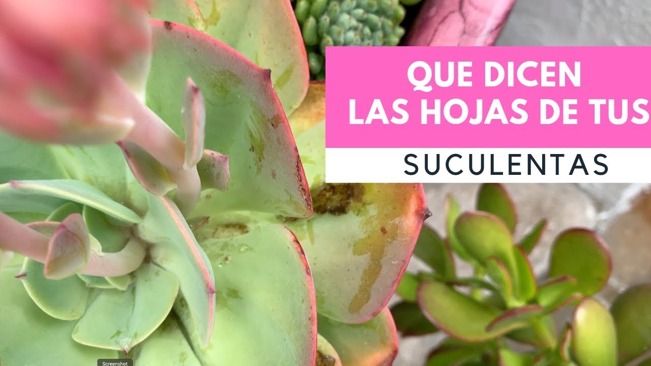 Lo que dicen las hojas de tus Suculentas / tips