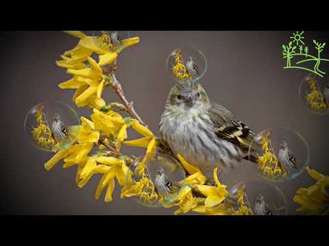 Голоса птиц Как поёт Чиж (Spinus spinus)