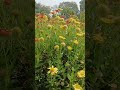 flower place #nature #farming #trending #viral
