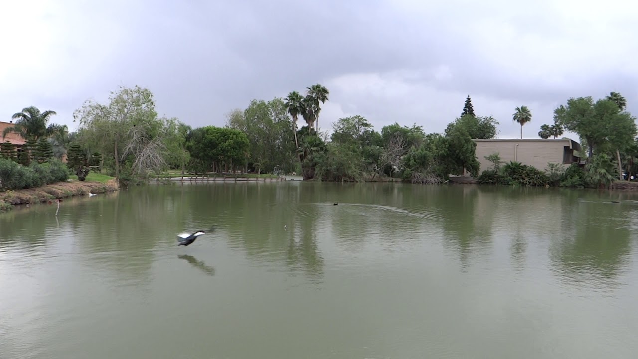 Resaca in Brownsville Texas USA near South Padre Island YouTube