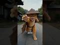 橘猫功夫#猫咪与古装角色 #武侠之肥猫 #kungfu #unbelievably #funny