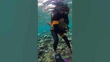 Thumbnail of Protect the Ocean | Freeing a Sea Turtle from Ocean Debris 🤿🌊 #shorts