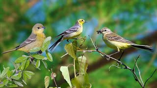 Birdsong - Birds Singing in the Forest - Soft, Relaxing Sounds help Reduce Stress and Sleep better by Gsus4 Officical 1,618 views 4 weeks ago 10 hours, 6 minutes