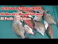 Sensasi Strike Ikan Simerah/Mj & Siputih/Bekukon.