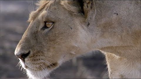 The great migration (BBC)