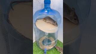 Creative DIY Mouse Trap From Recycled Materials bn #rat