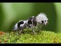 Ants, Griffins and Gold 2