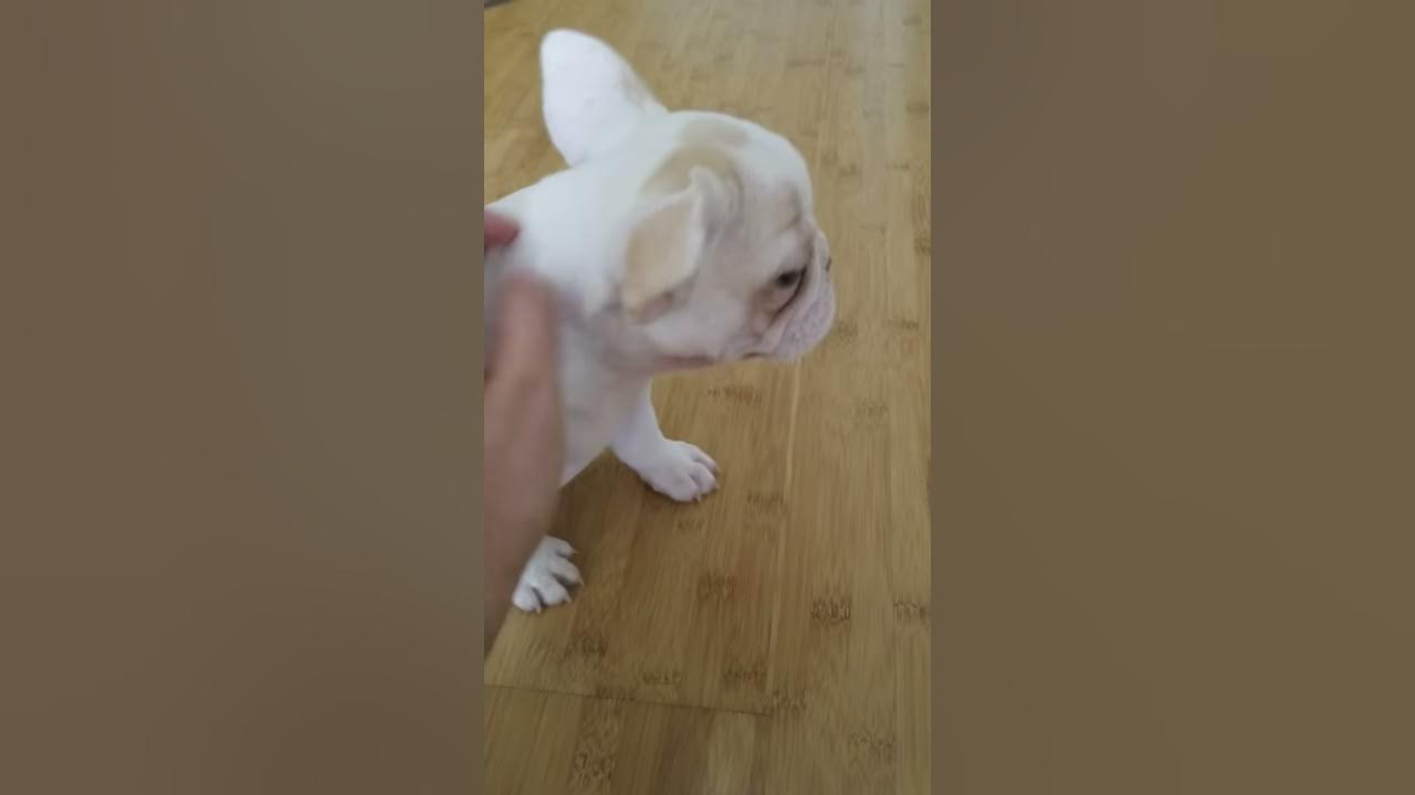 My frenchie throwing up and making weird noises! YouTube