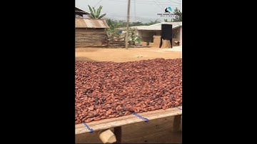 Harvesting Flavor: The Traditional Art of Spreading Cocoa Beans in Ghana!
