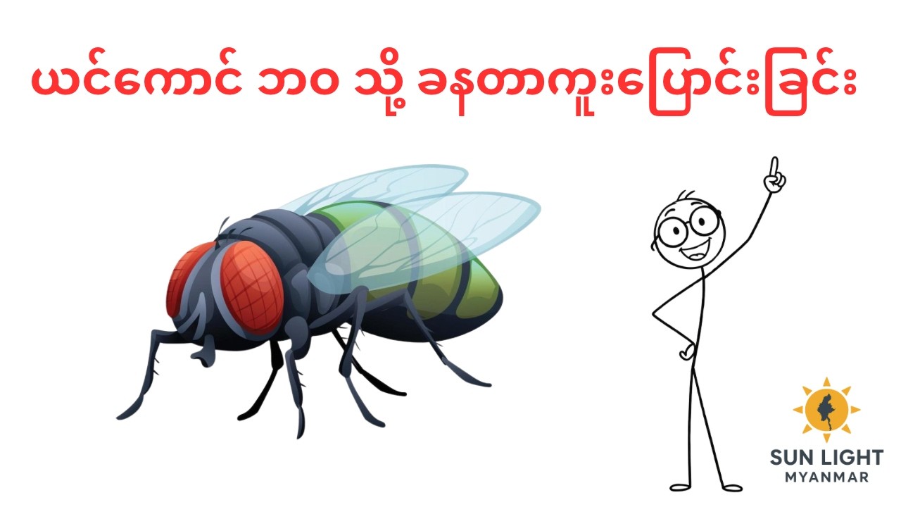 ယင်ကောင်ဘဝ သို့ ခနတာကူးပြောင်းခြင်း