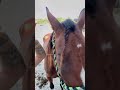 Sorry my voice sounds rough this is the first day I can somewha talk in a week 😭#barrelracer #horse