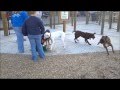 Nitro at the new Salem Dog Park Nitro at the new Salem Dog Park