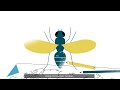 The world mosquito program  our wolbachia method