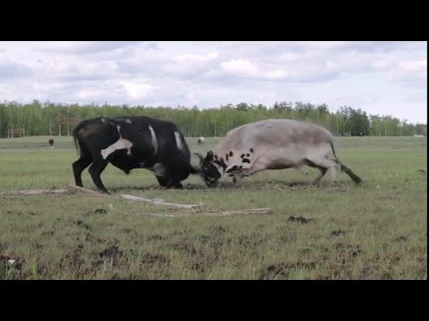 Видео: Мога ли да измивам кучето си по-често, за да намаля алергените?