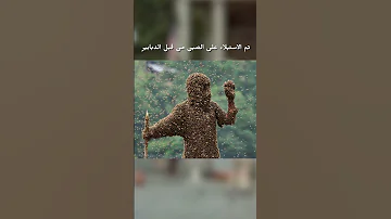هذا ما تستطيع أخطر الدبابير القيام به Shorts 