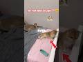 Why Cats Love Your Room Even If They Have Their Own #cat #shorts #animals