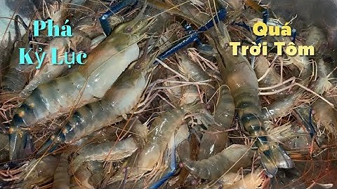 Mò Tôm Càng Xanh mùa Nước Nổi bất ngờ phá kỷ lục cùng các cao thủ miền tây | Cldv #568