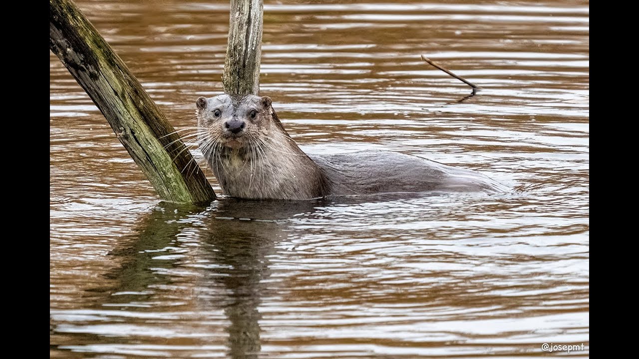 Llúdriga   Lutra lutra
