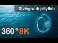 360°, Diving with jellyfish, 8K underwater video