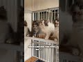 suara kucing